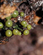 Image of Chlorovibrissea melanochlora (G. W. Beaton & Weste) L. M. Kohn 1989