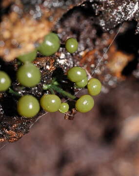 Image of Chlorovibrissea melanochlora (G. W. Beaton & Weste) L. M. Kohn 1989