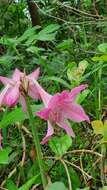 Слика од Hippeastrum reticulatum (L'Hér.) Herb.