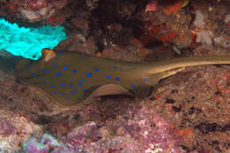 Image of Oceania fantail ray