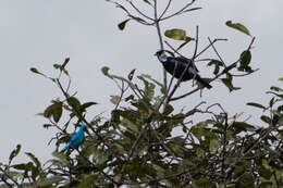 Image of Plum-throated Cotinga