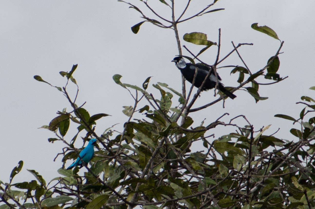 Image of Plum-throated Cotinga