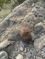 Image of Chihuahuan fishhook cactus