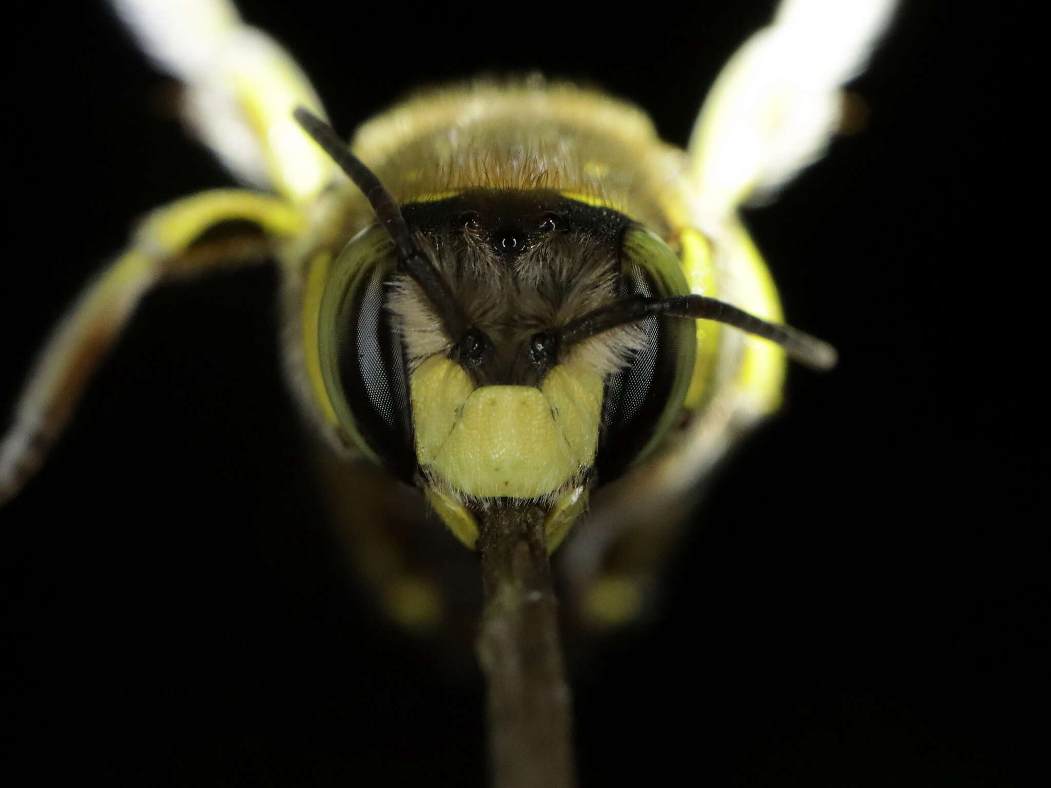 Imagem de Anthidium loti Perris 1852