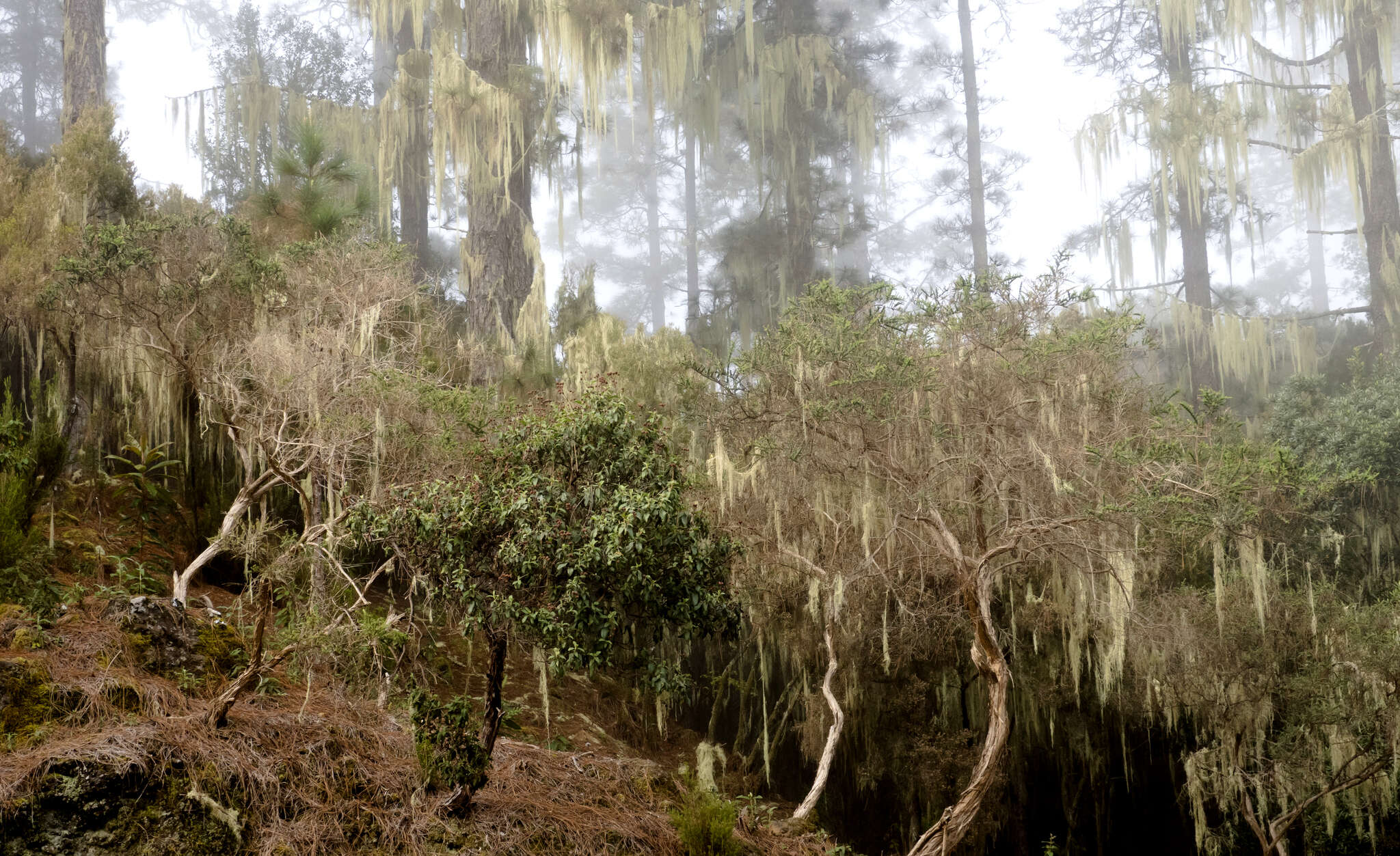 Image of string-of-sausages lichen