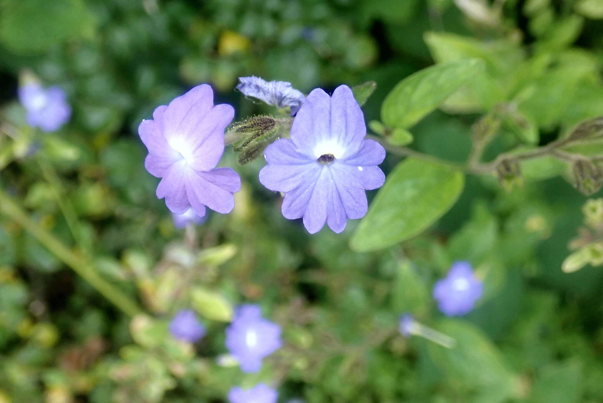 Image of Jamaican forget-me-not