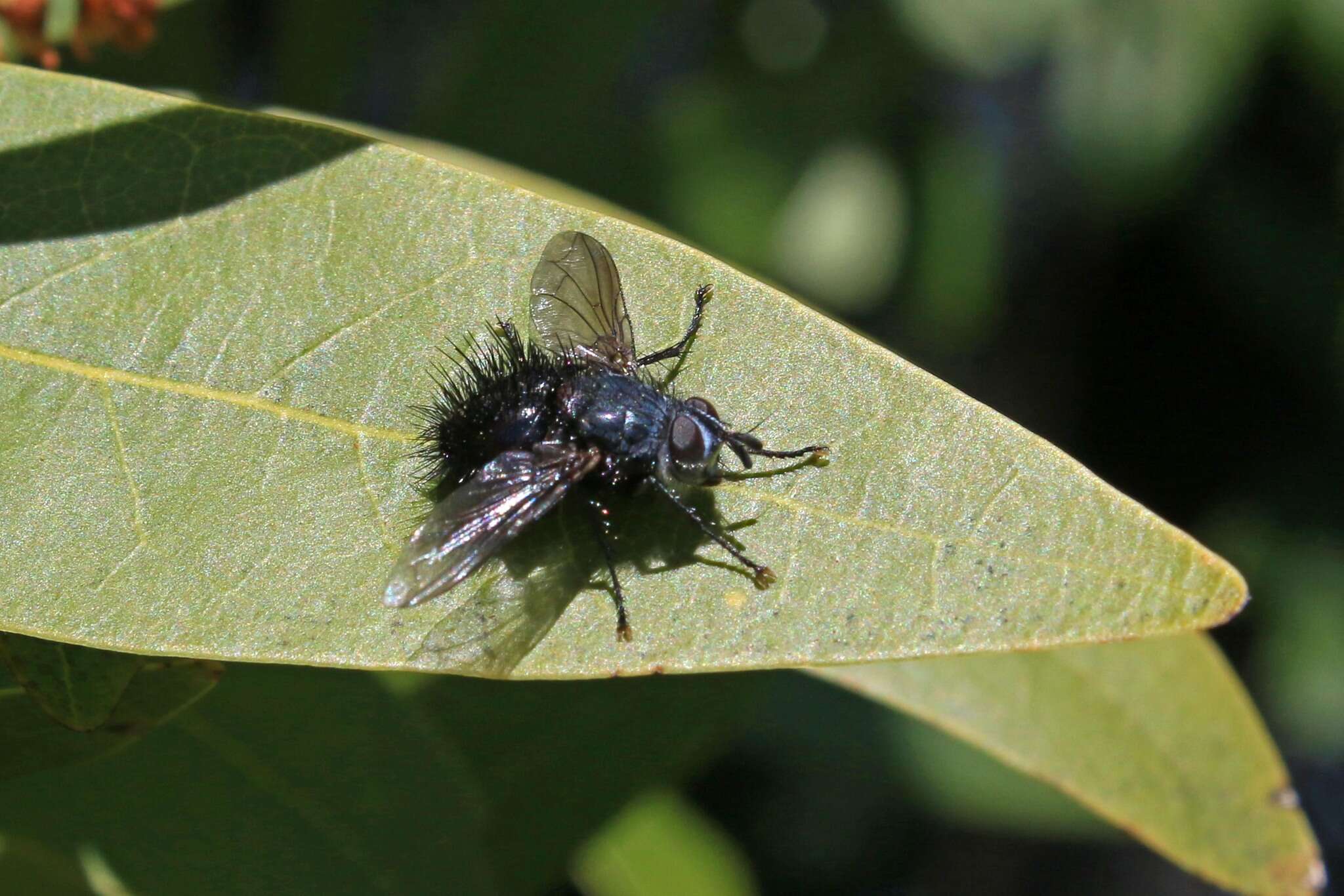 Image of Bombyliomyia soror (Williston 1886)