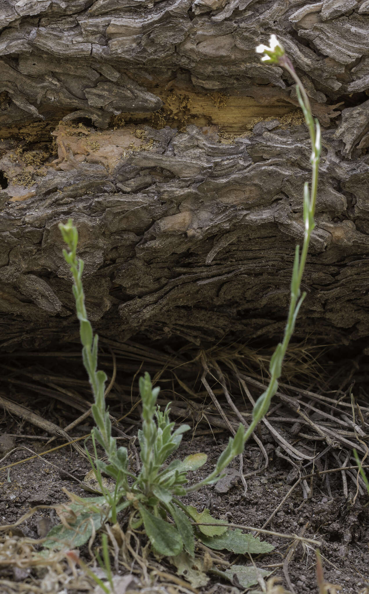 Image of Fendler's rockcress