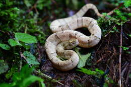 صورة Bothrops osbornei Freire-Lascano 1991