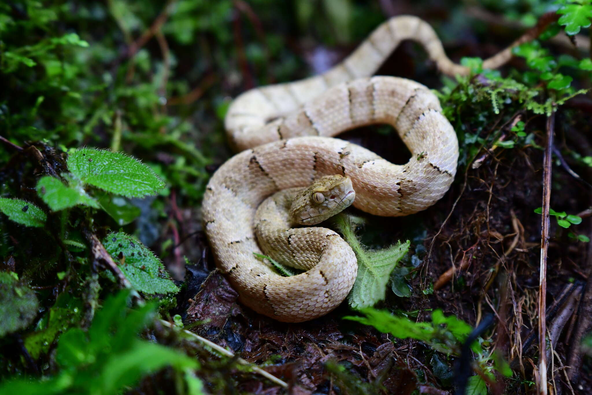 Image of Bothrops osbornei Freire-Lascano 1991