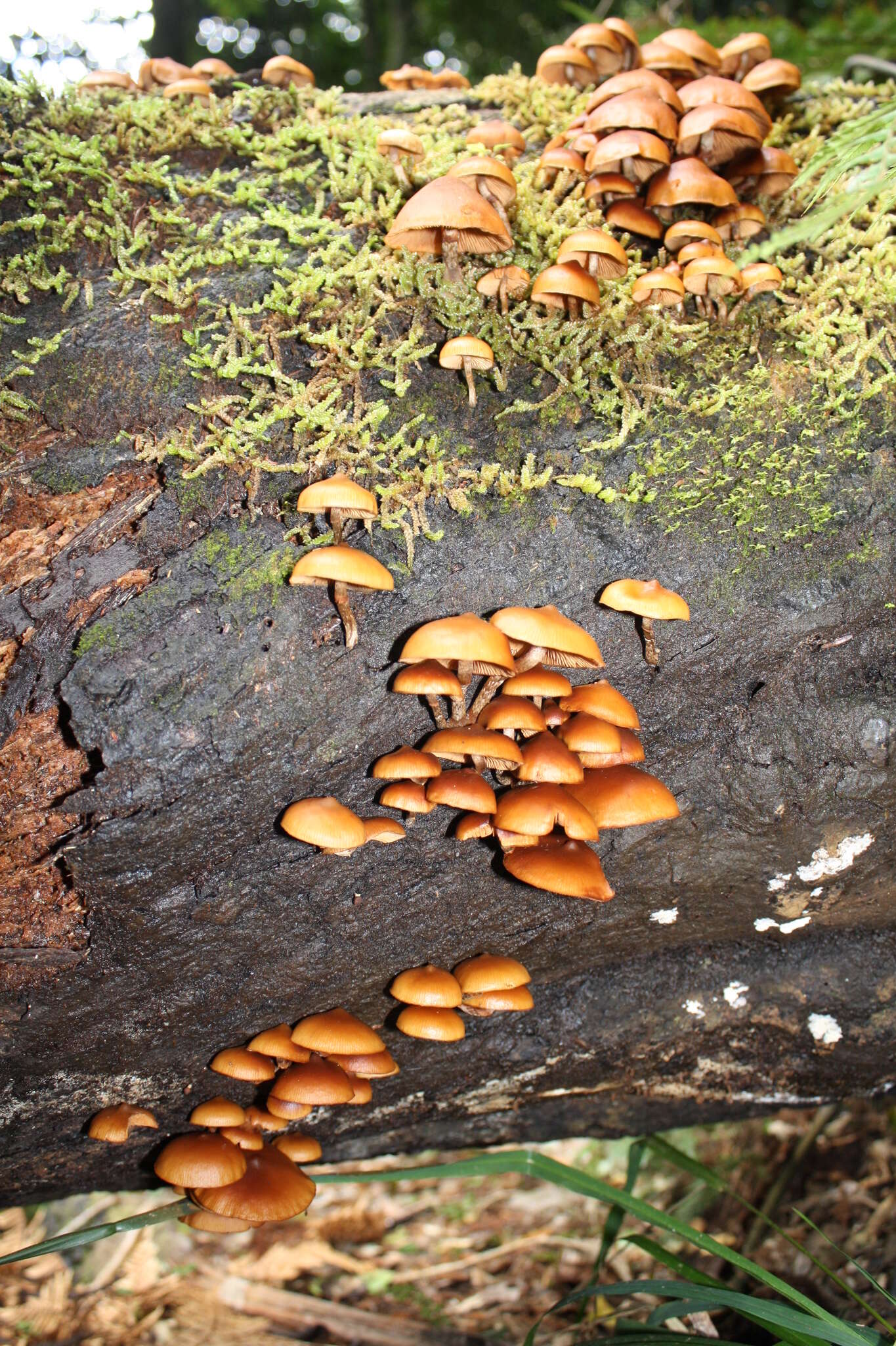 Image of Galerina patagonica Singer 1953