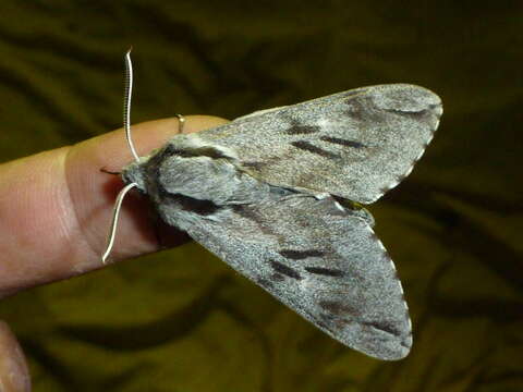 Image of Pine hawkmoth