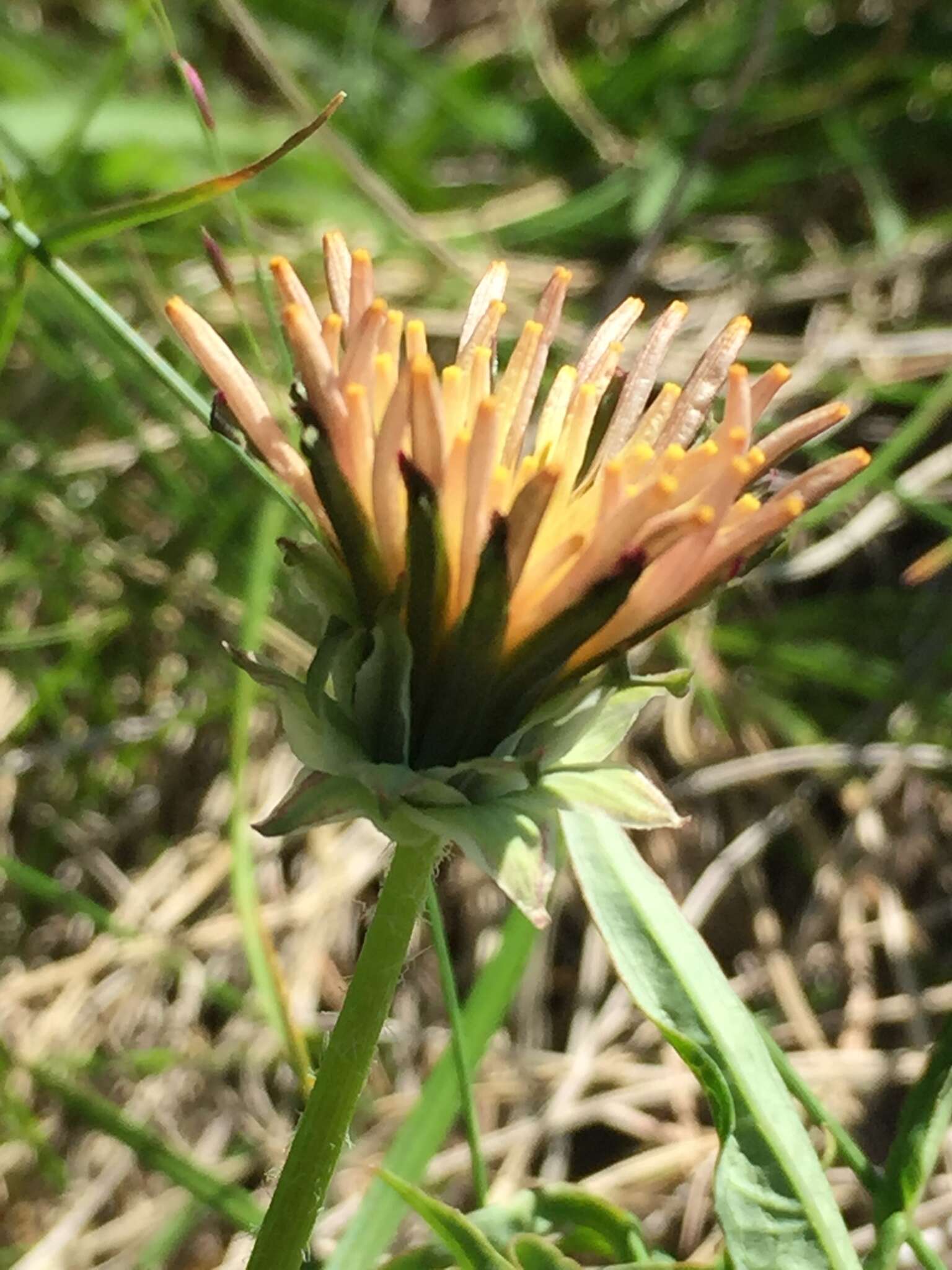 Image of fleshy dandelion