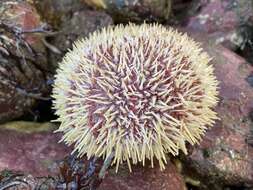 Image of Edible sea urchin