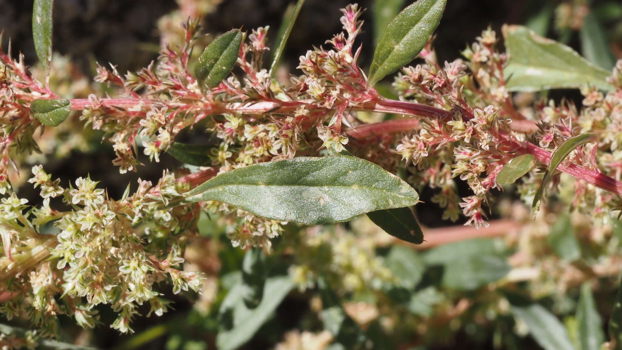 Image of Torrey's amaranthus