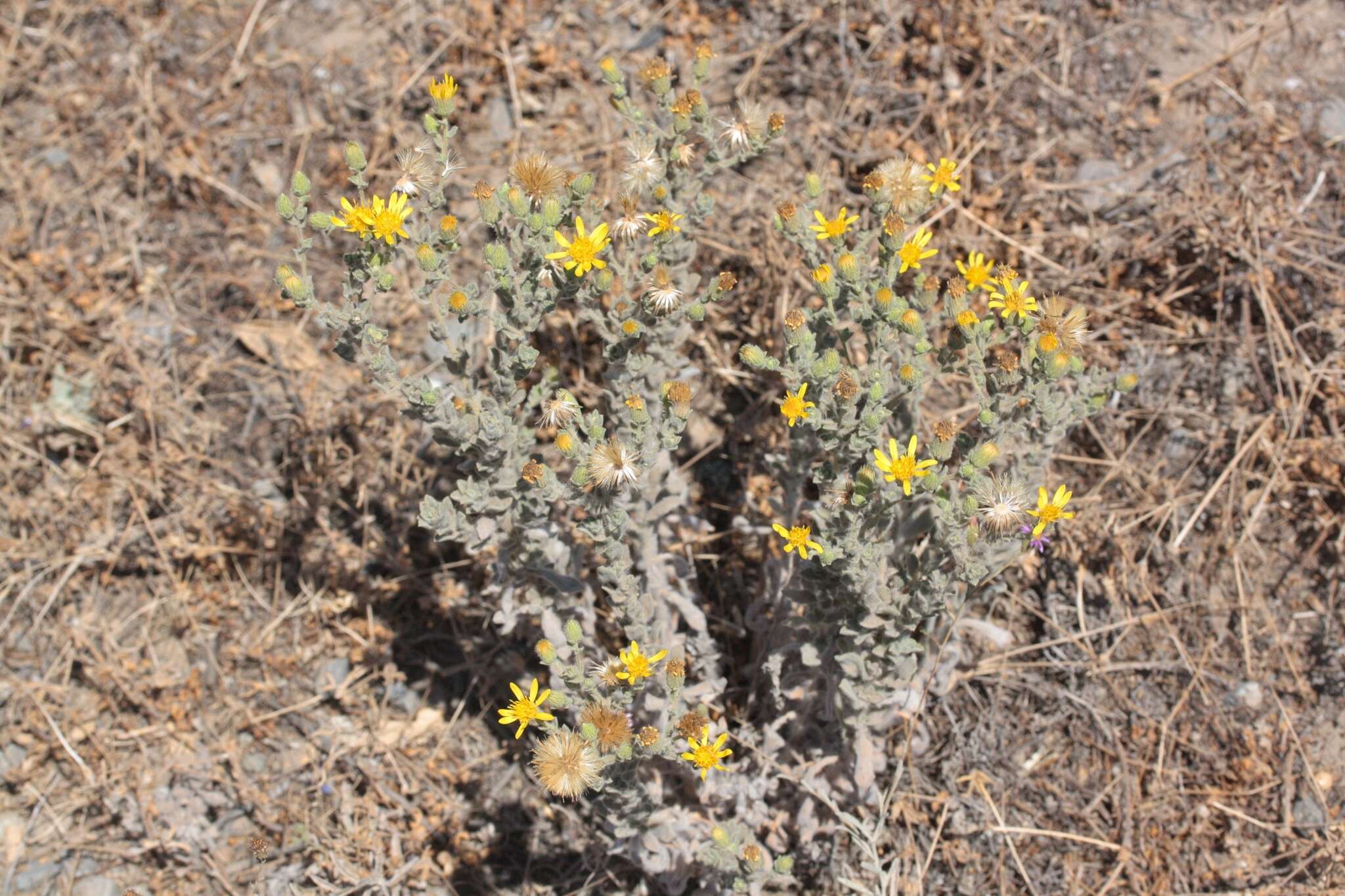 Image of sessileflower false goldenaster