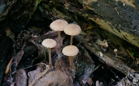 Image of Tubaria conspersa (Pers.) Fayod 1889