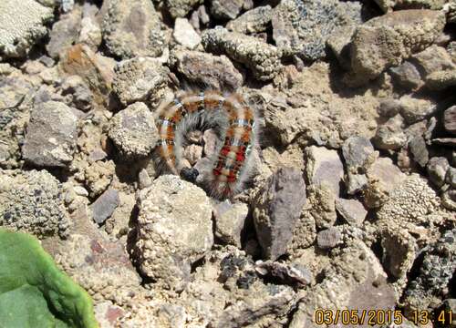 Image de Lasiocampa eversmanni Eversmann 1843