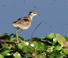 Image of Microparra Cabanis 1877