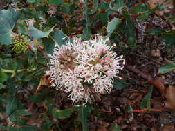 Image of Hakea amplexicaulis R. Br.