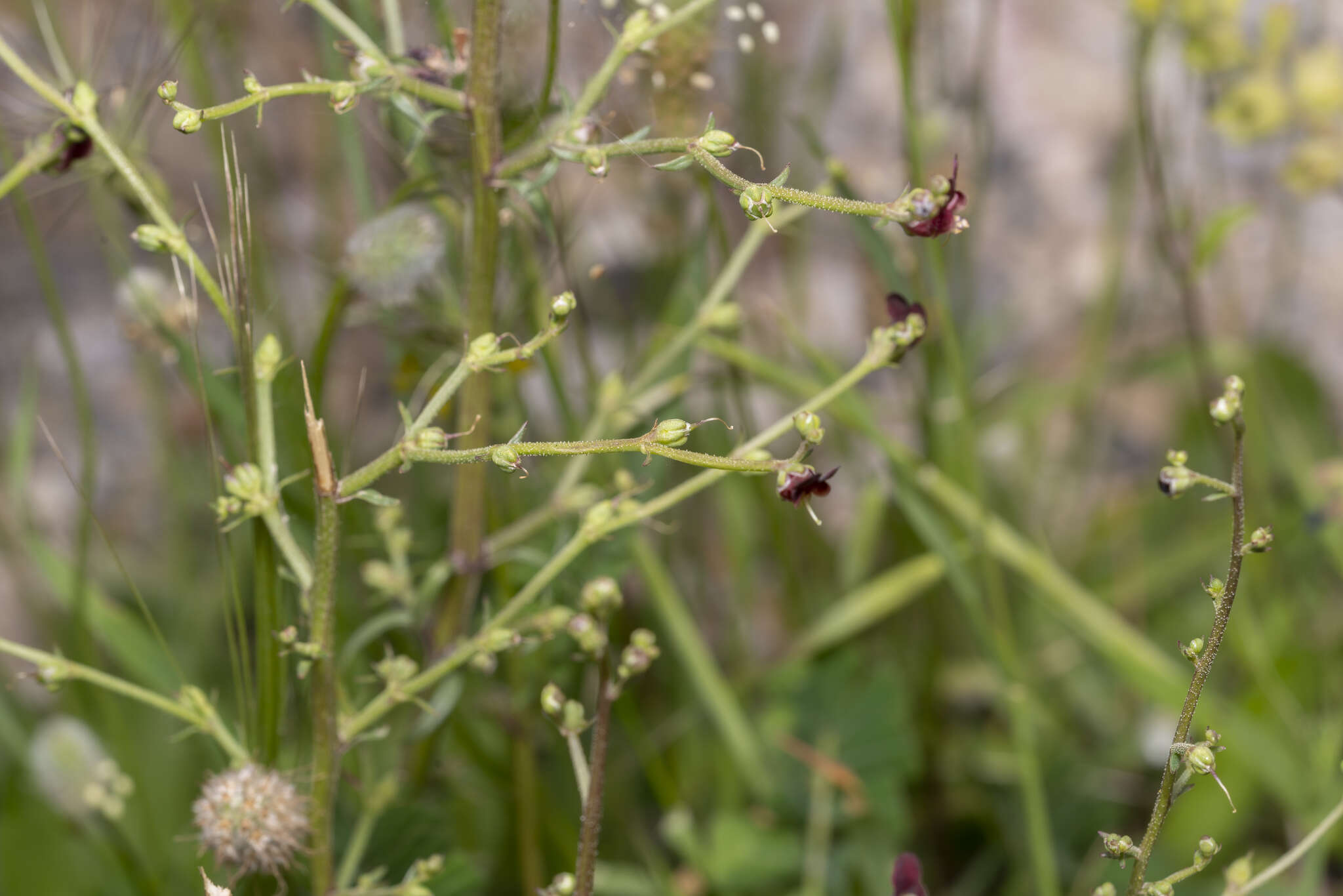 Imagem de Scrophularia lucida L.