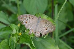 Image of Grey Pansy Butterfly