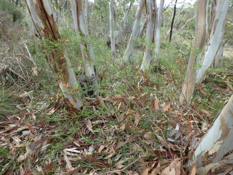 Image de <i>Daviesia ulicifolia</i> subsp. <i>incarnata</i>