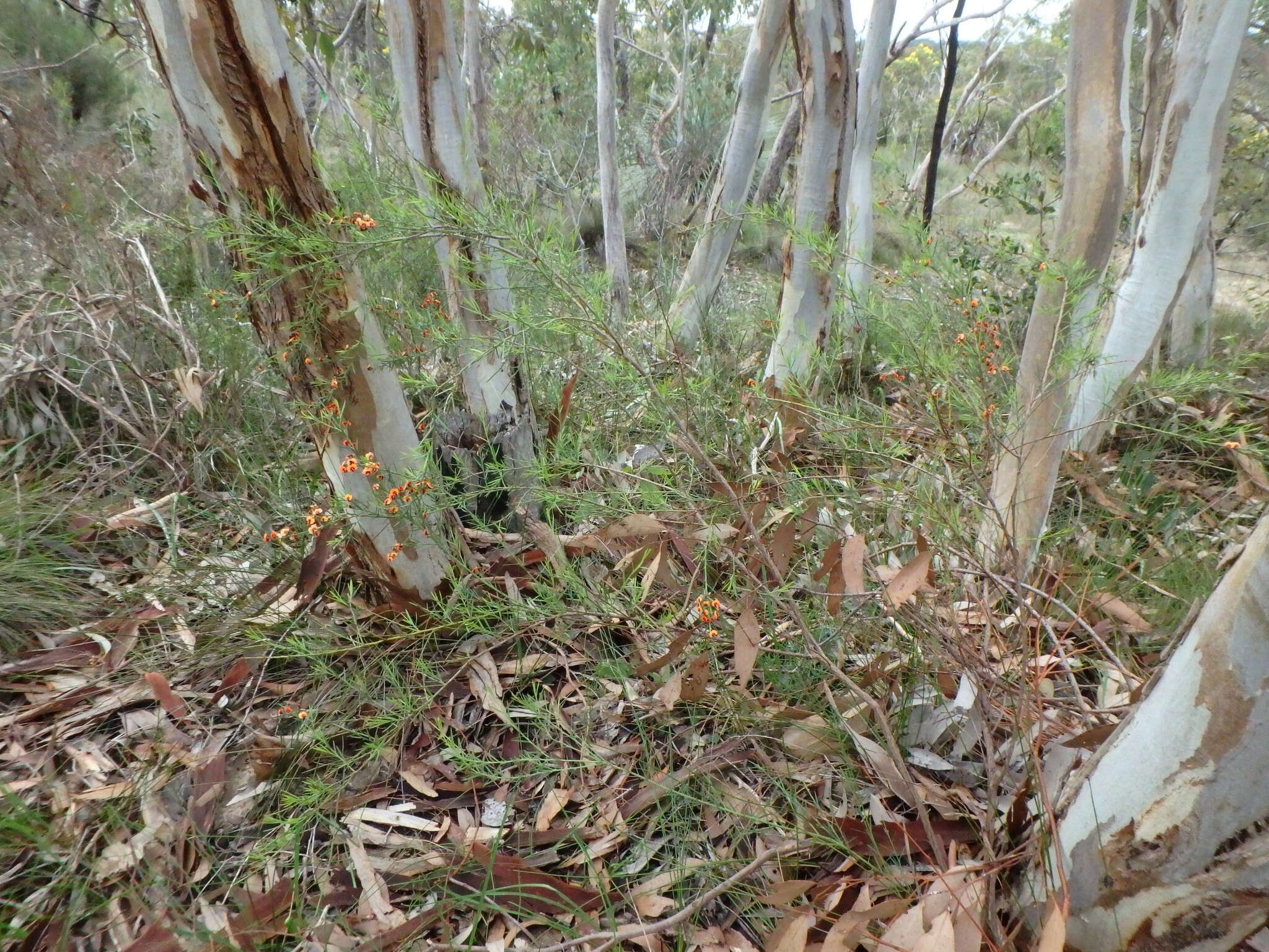 Image of <i>Daviesia ulicifolia</i> subsp. <i>incarnata</i>