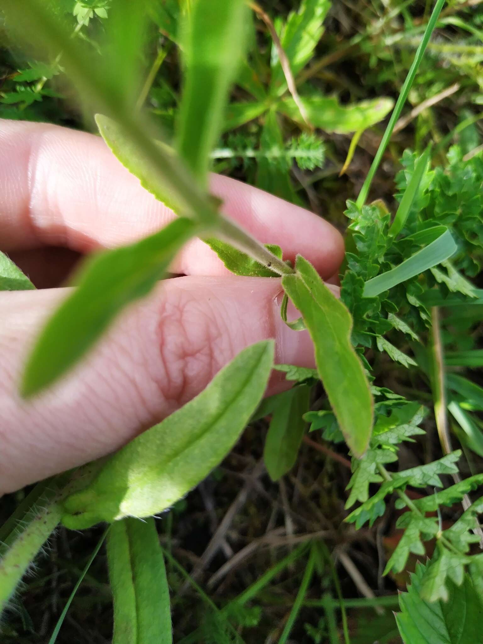 Image of Veronica spicata subsp. porphyriana (Pavl.) A. Jelen.