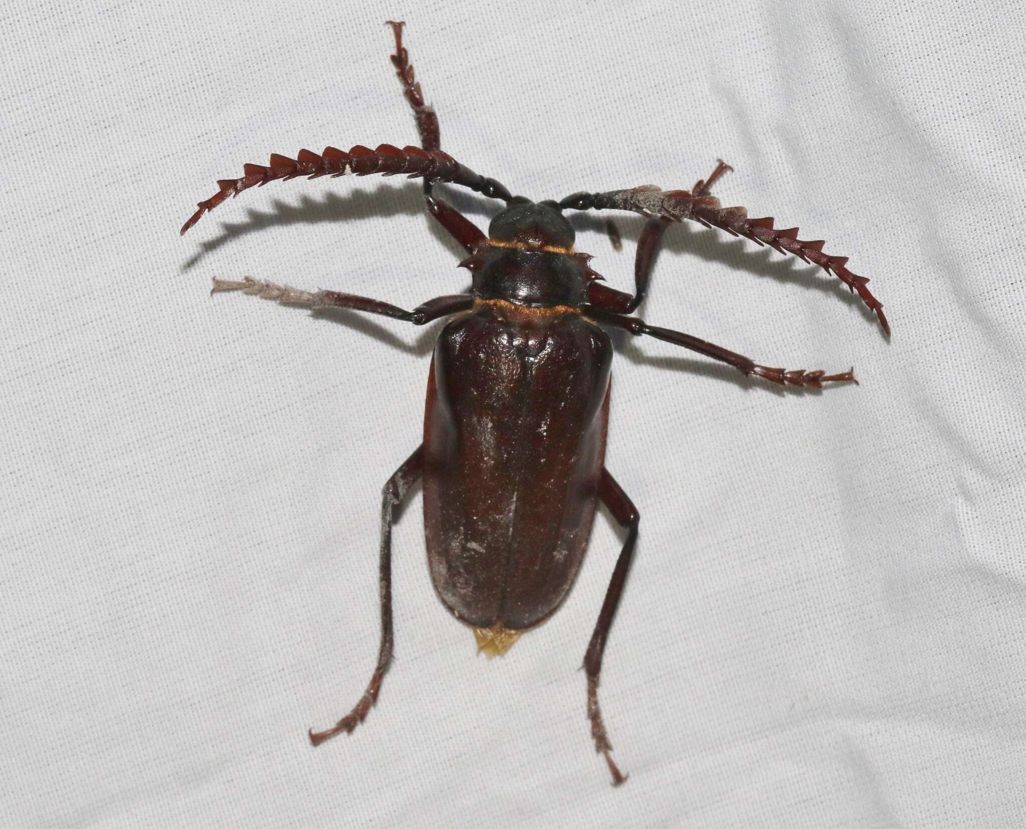 Image of California Root Borer