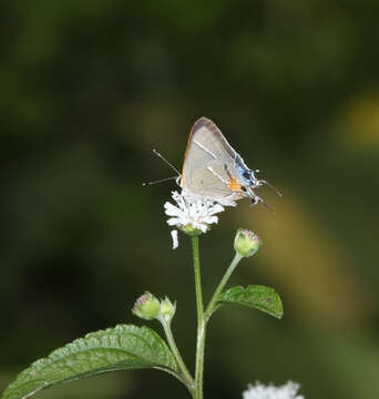 Image of Martial Scrub-Hairstreak