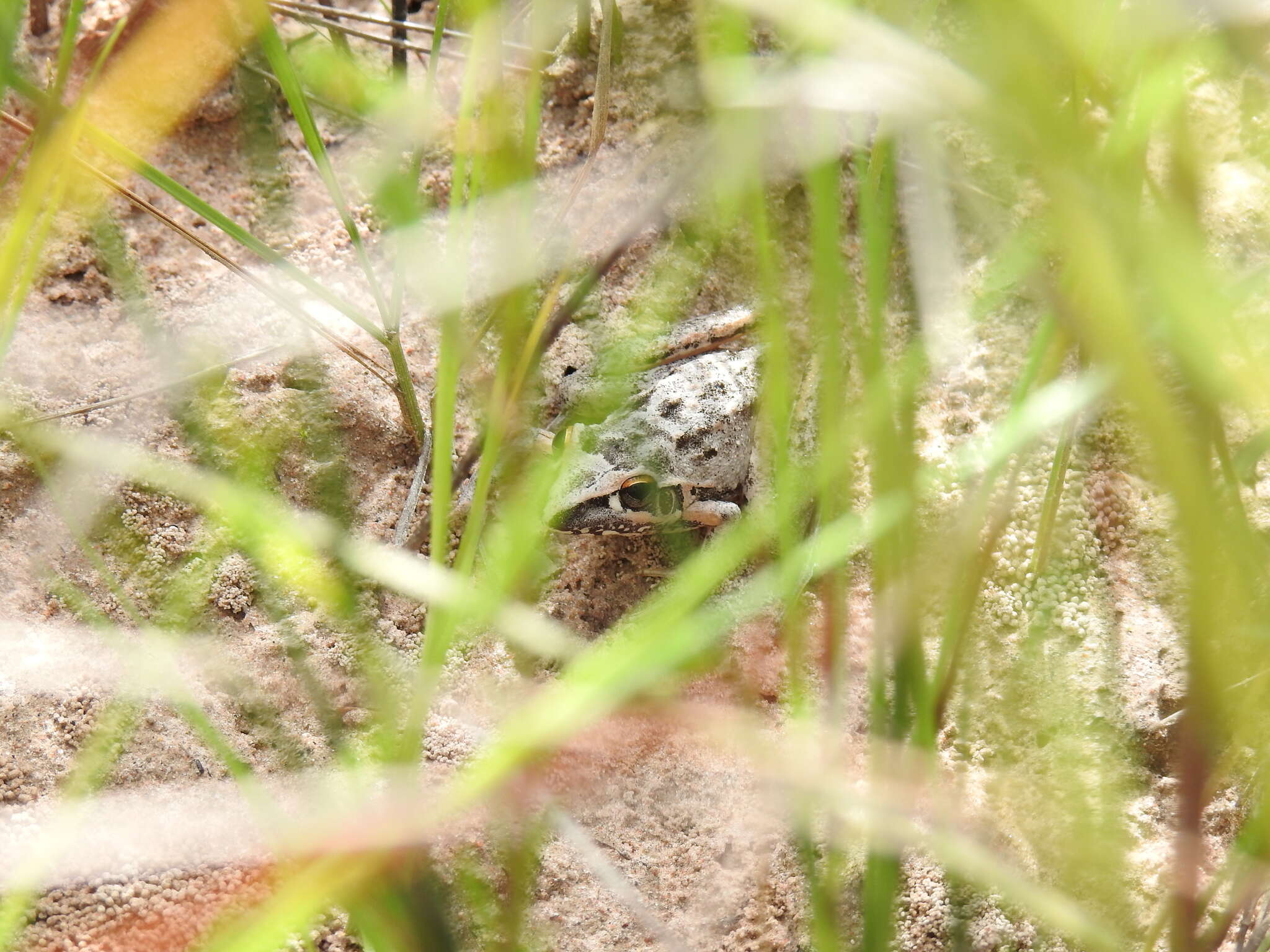 Litoria freycineti Tschudi 1838的圖片