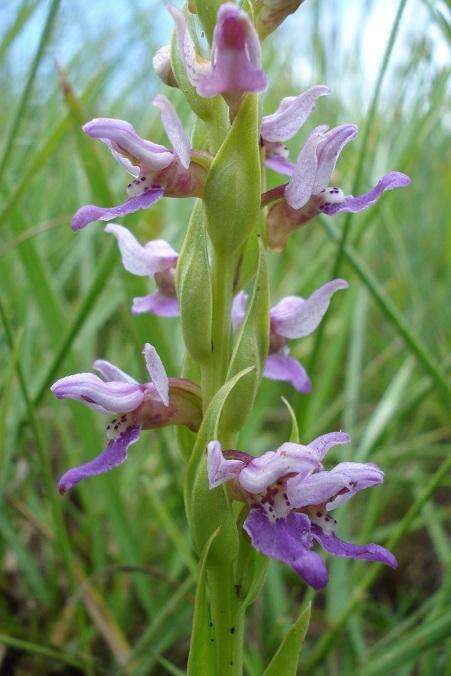 Image de Brachycorythis tenuior Rchb. fil.