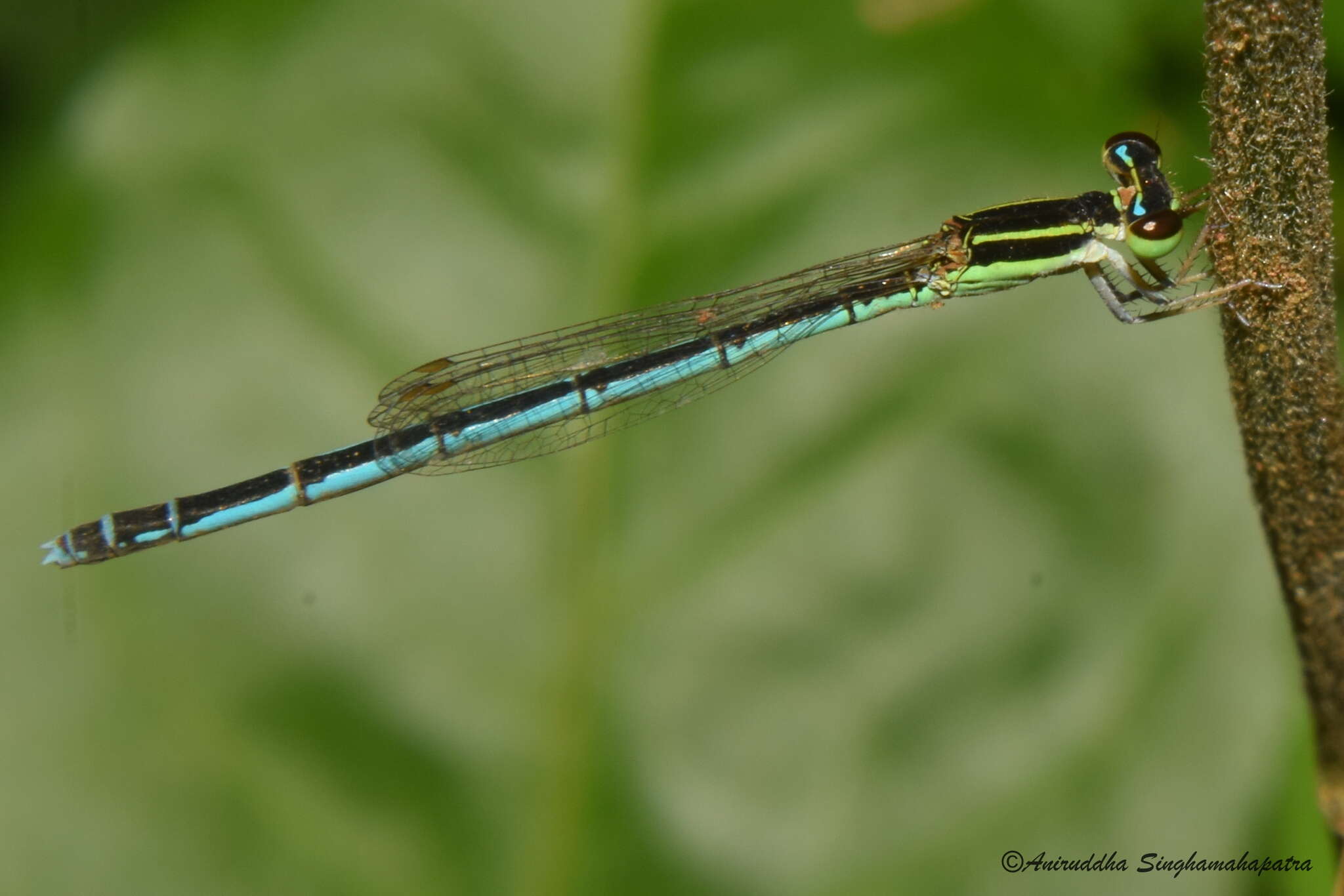 Imagem de Agriocnemis lacteola Selys 1877