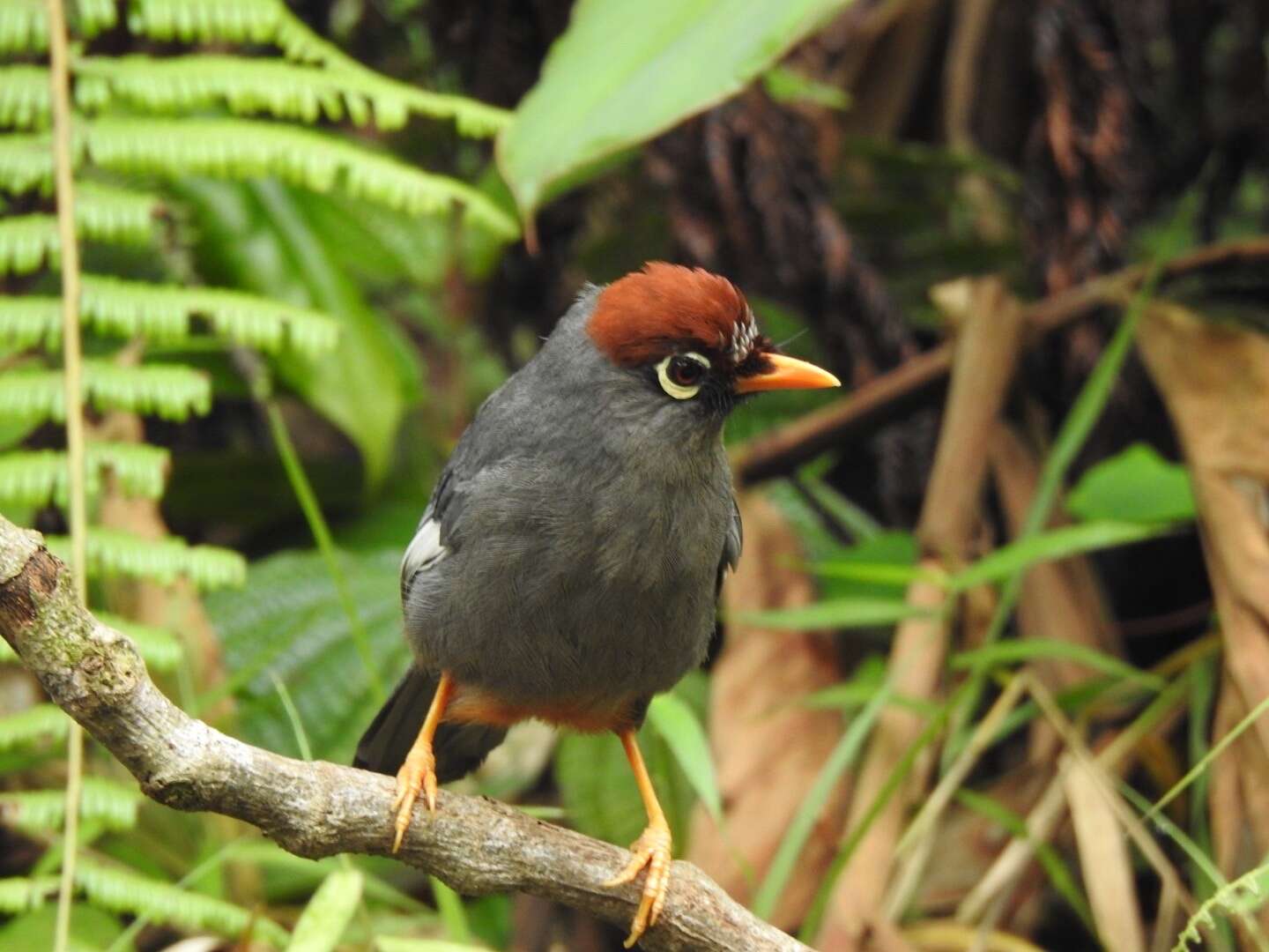 Image of Chestnut-capped Laughingthrush