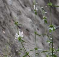 Image of Eriophyton tibeticum (Vatke) Ryding