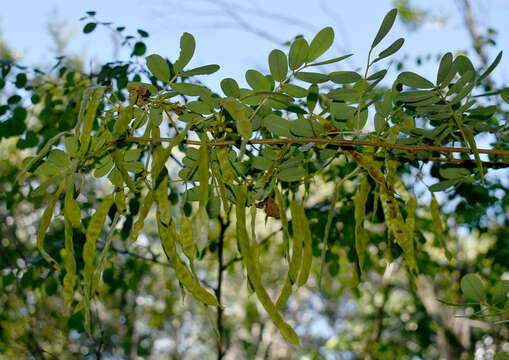 Image of Gaudichaud's senna