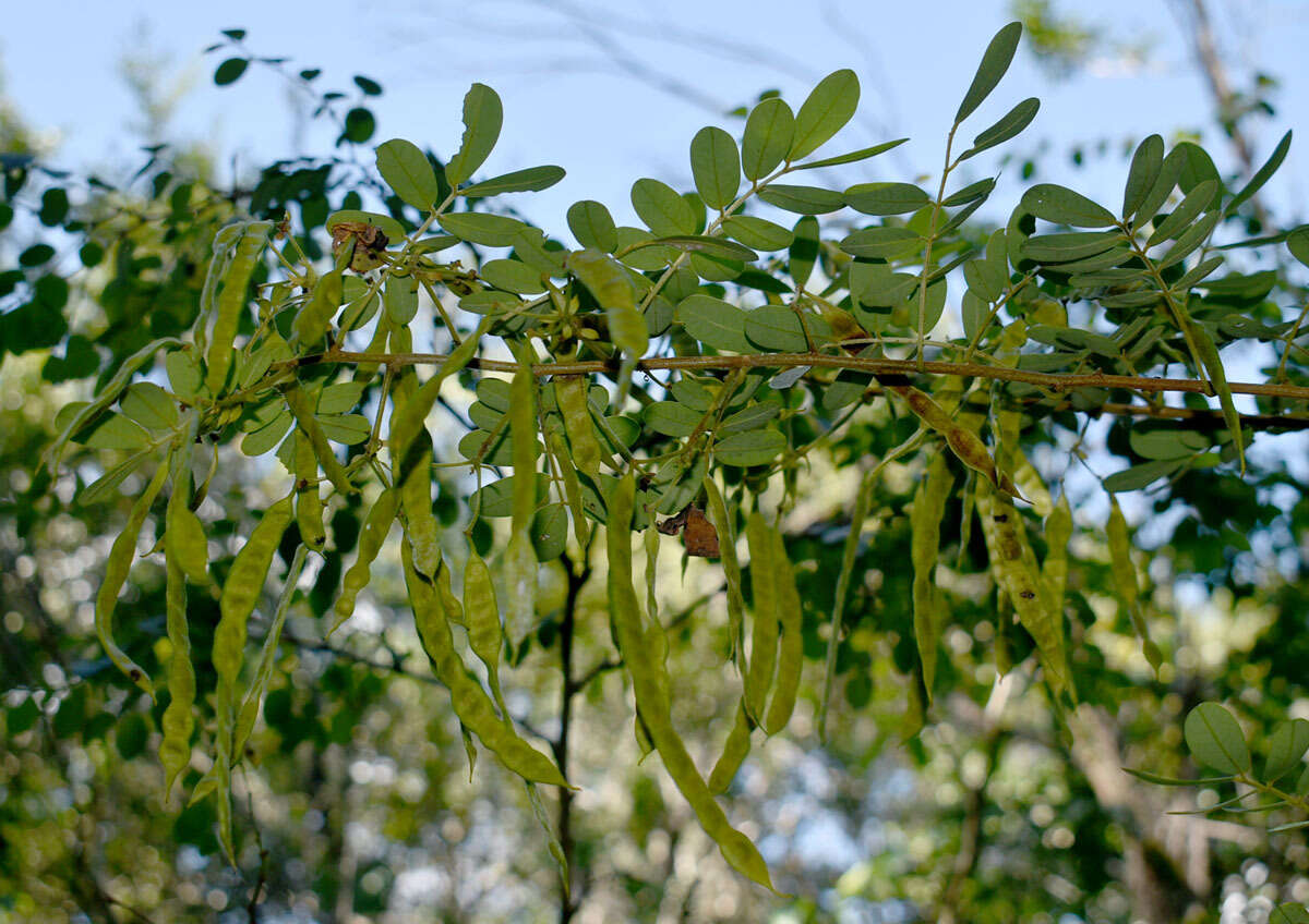 Senna gaudichaudii (Hook. & Arn.) H. S. Irwin & Barneby resmi