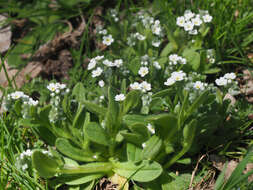 Слика од Myosotis incrassata Guss.