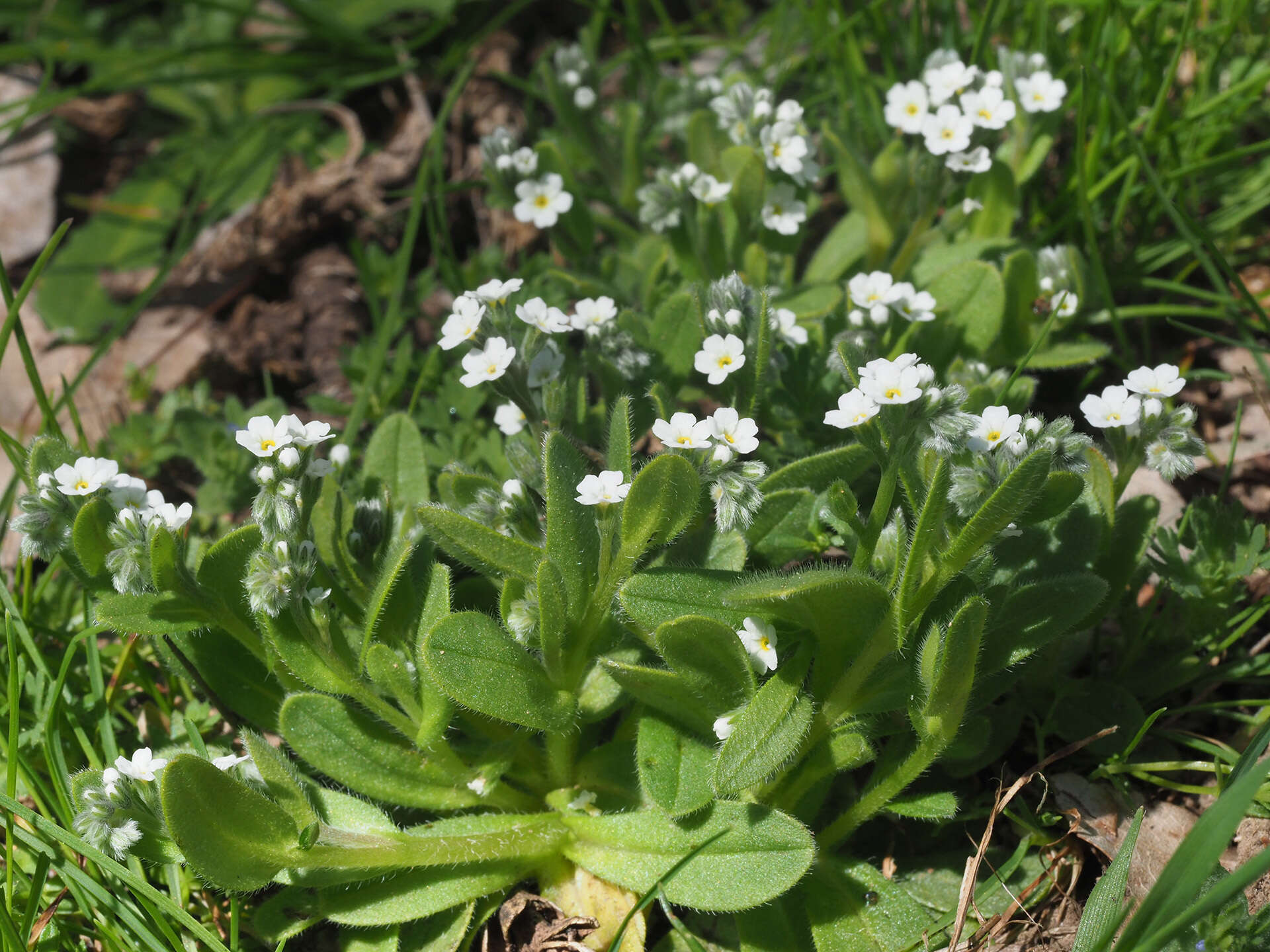 Plancia ëd Myosotis incrassata Guss.