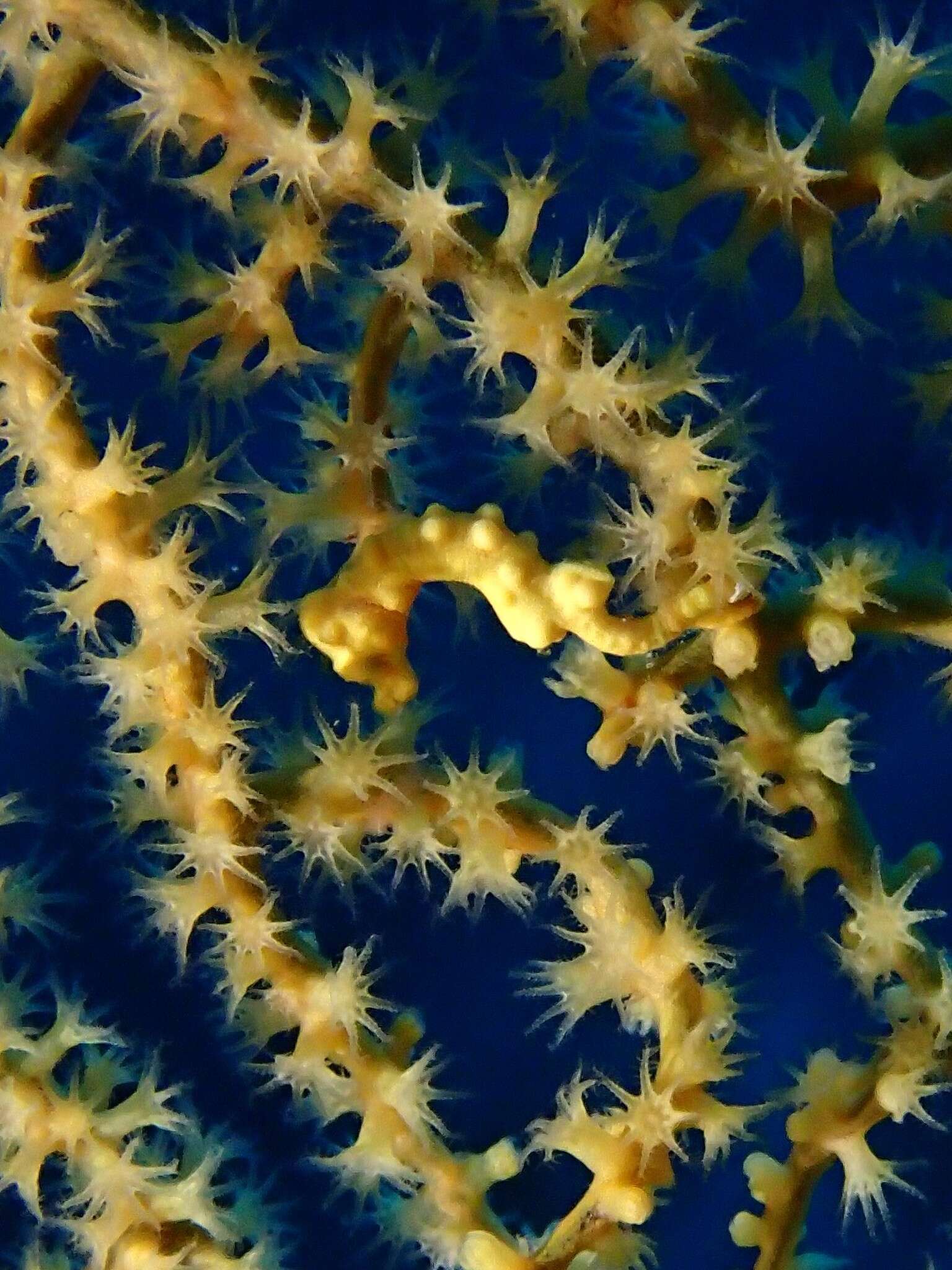 Image of Denise's Pygmy Seahorse