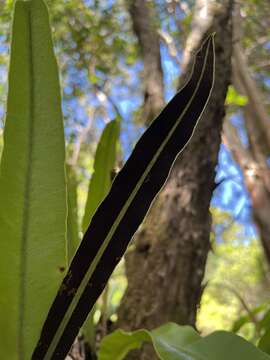 Elaphoglossum aemulum (Kaulf.) Brack.的圖片