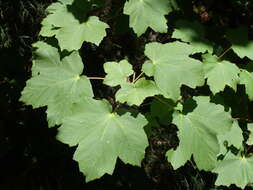 Image of Italian maple