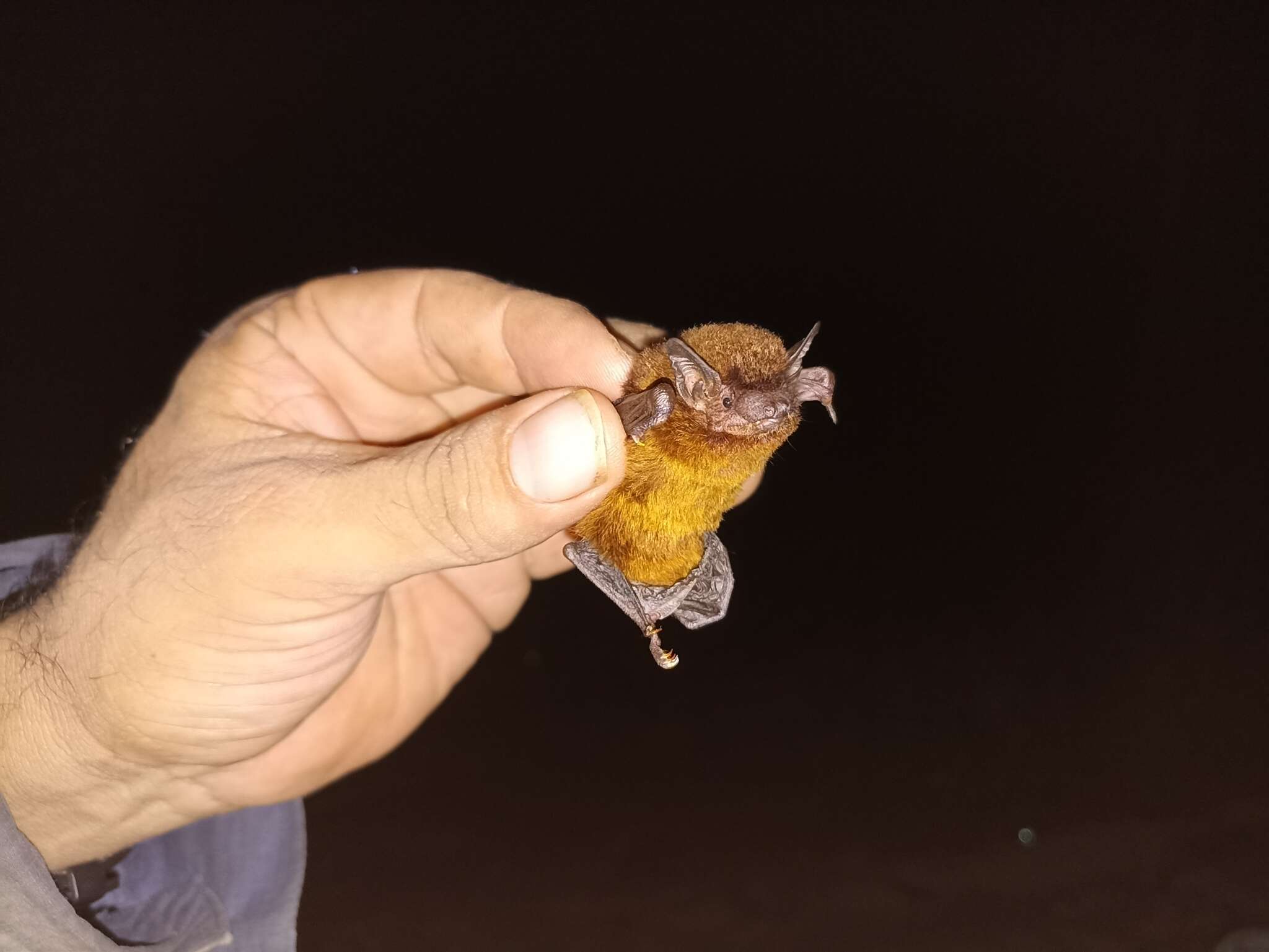 Image of Argentine Brown Bat