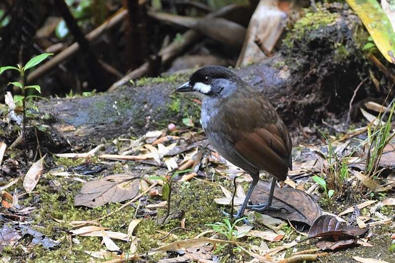 Image of Jocotoco Antpitta