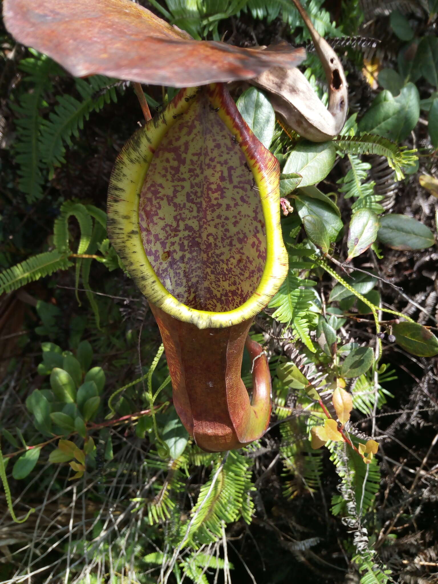 Image of Pitcher Plant