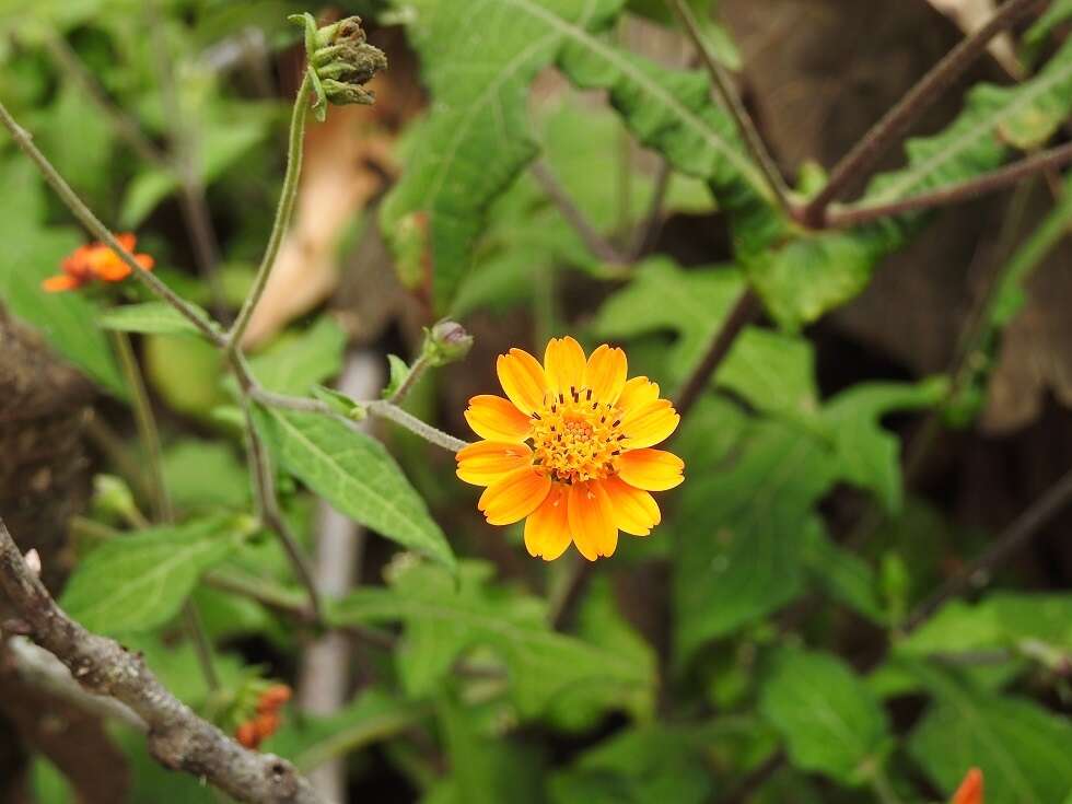 Image of Smallanthus oaxacanus (Sch. Bip. ex Klatt) H. Rob.