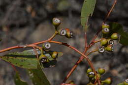 Image of Eucalyptus concinna Maiden & Blakely