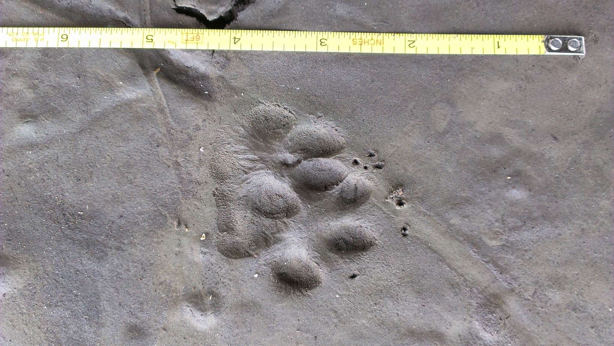 Image of Grey Foxes