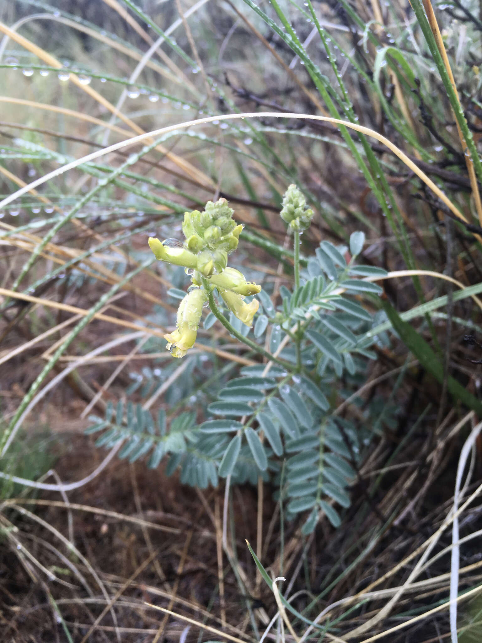 Image of hillside milkvetch